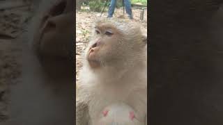 Monkey Momy take care Baby jsut born 2 days Lovley Young Baby Many First Born Money this Season 220