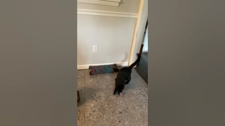 Kitty Bat Bat Bat