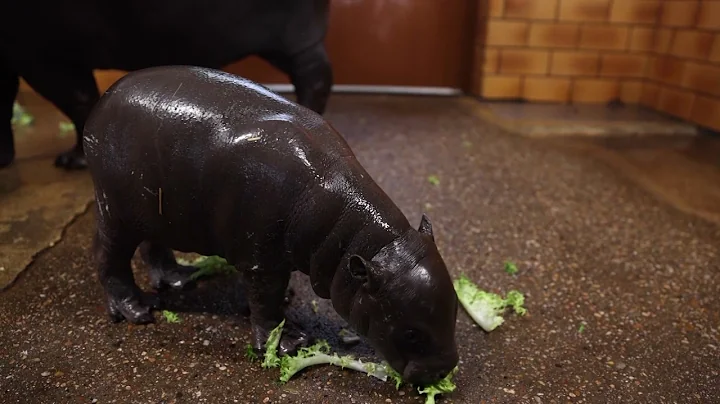 French zoo welcomes baby pygmy hippo - DayDayNews