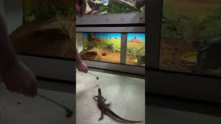 Sand Monitor Lizard Rushes Out of Its Enclosure to Grab Food