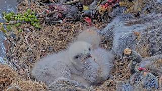 Zooming In On Fluffy Red-tailed Hawk Chicks (P1, P2, &amp; P3) During Feeding | May 11, 2026