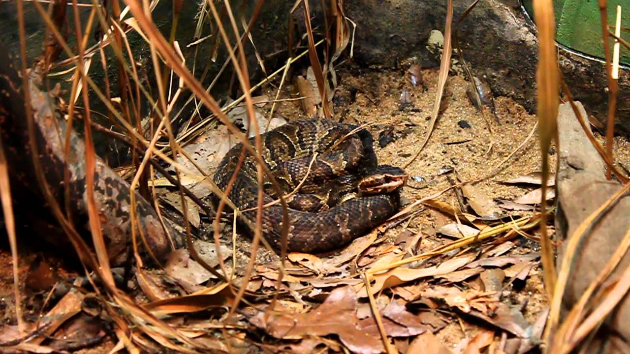 Venomous Cottonmouth at the Atlanta Zoo AKA Water Moccasin YouTube