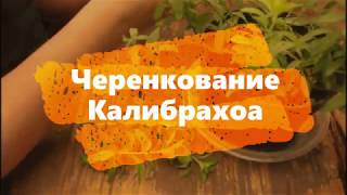 Черенкование Калибрахоа без проблем - на Ура!