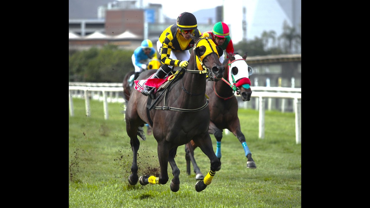 Clásico Dardanus (Per) - Sexy Star (Equal Stripes)