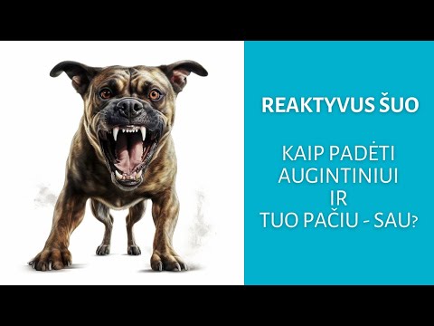 Video: Kas yra reaktyvusis limfmazgis?