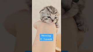 How the meowing of scottish kittens changes from 0 to 1 month!  #meow #meowing #kittens