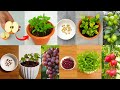 4 Best ideas on how to grow apple, lemon, grapes, pomegranate tree from seed #live