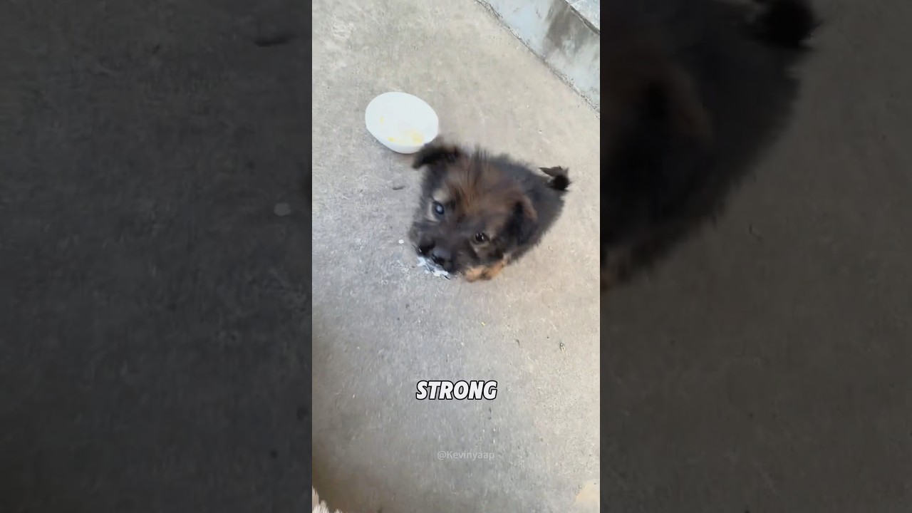 “Found a puppy in the garbage dump”