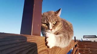 Cats - Free HD Videos - No Copyright Claim