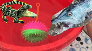 Tìm bắt đồ chơi , các con vật .cá sấu , cá nemo , cá mập trắng , các loại đồ vật biển screenshot 2