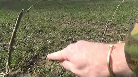 Rabbit snaring ... using a tealer