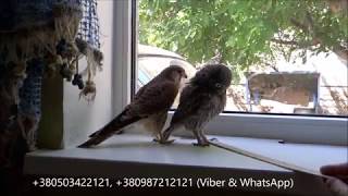 18.08.17 Сокол ПУСТЕЛЬГА и ДОМОВЫЙ СЫЧ:))) Kestrel Falcon and Little Owl 18.08.17 Сокол ПУСТЕЛЬГА и ДОМОВЫЙ СЫЧ:))) Kestrel Falcon and Little Owl