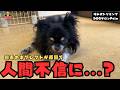 【大分出張】ネグレクトから保護したすぐに噛みついてしまうチワワの噛み犬トリミング