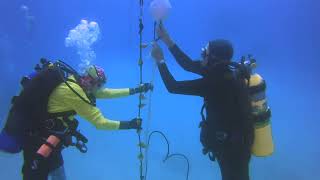 Climate.gov | Divers relocating coral nursery in Florida