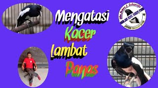 KACER LAMBAT PANAS||Pengertian,Penyebab,dan Solusinya||DAHLAN KMK BIRDS FARM