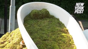 Can You Believe This Incredible Coffin is Completely Gone in 45 Days? | New York Post