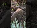a little food becomes a fight