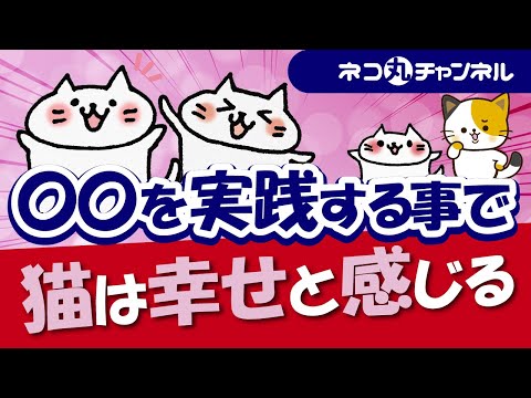 猫のストレス原因は退屈？毎日できる簡単エンリッチメント術