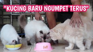 CARA SUPAYA KUCING BARU ADOPSI CEPAT BERADAPTASI