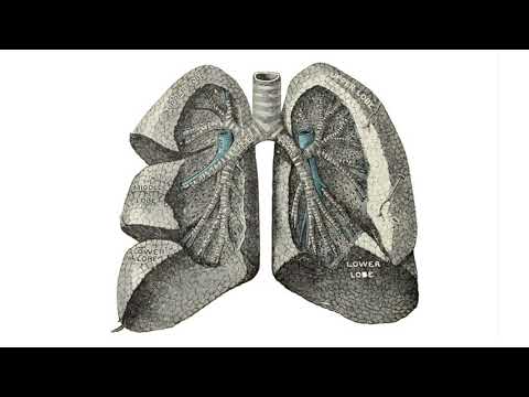 Видео: Къде се намира дихателната тръба?