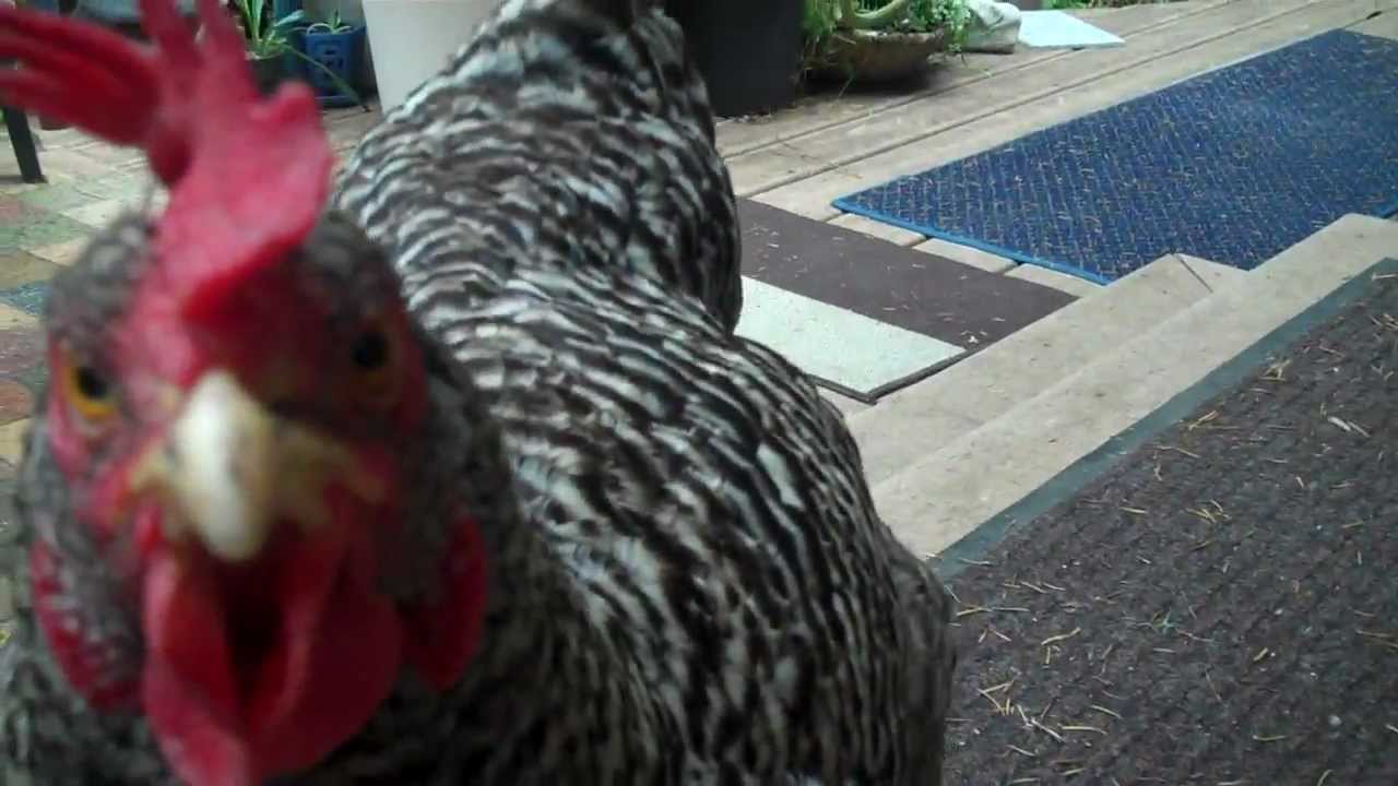 chicken lays an egg and eats on porch barred rock hens funny pets saved
