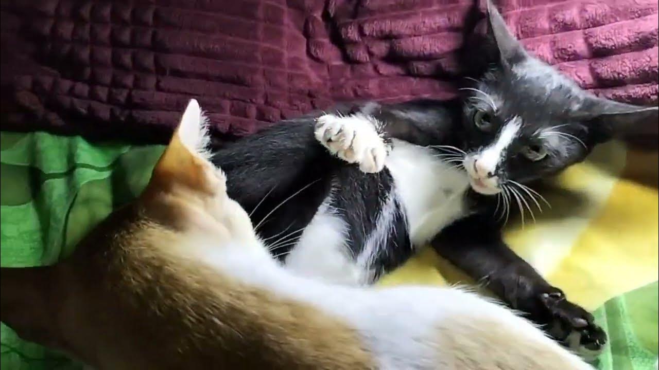 2 ekor Kucing Yang Lucu Bergulat Sebelum Tidur - YouTube