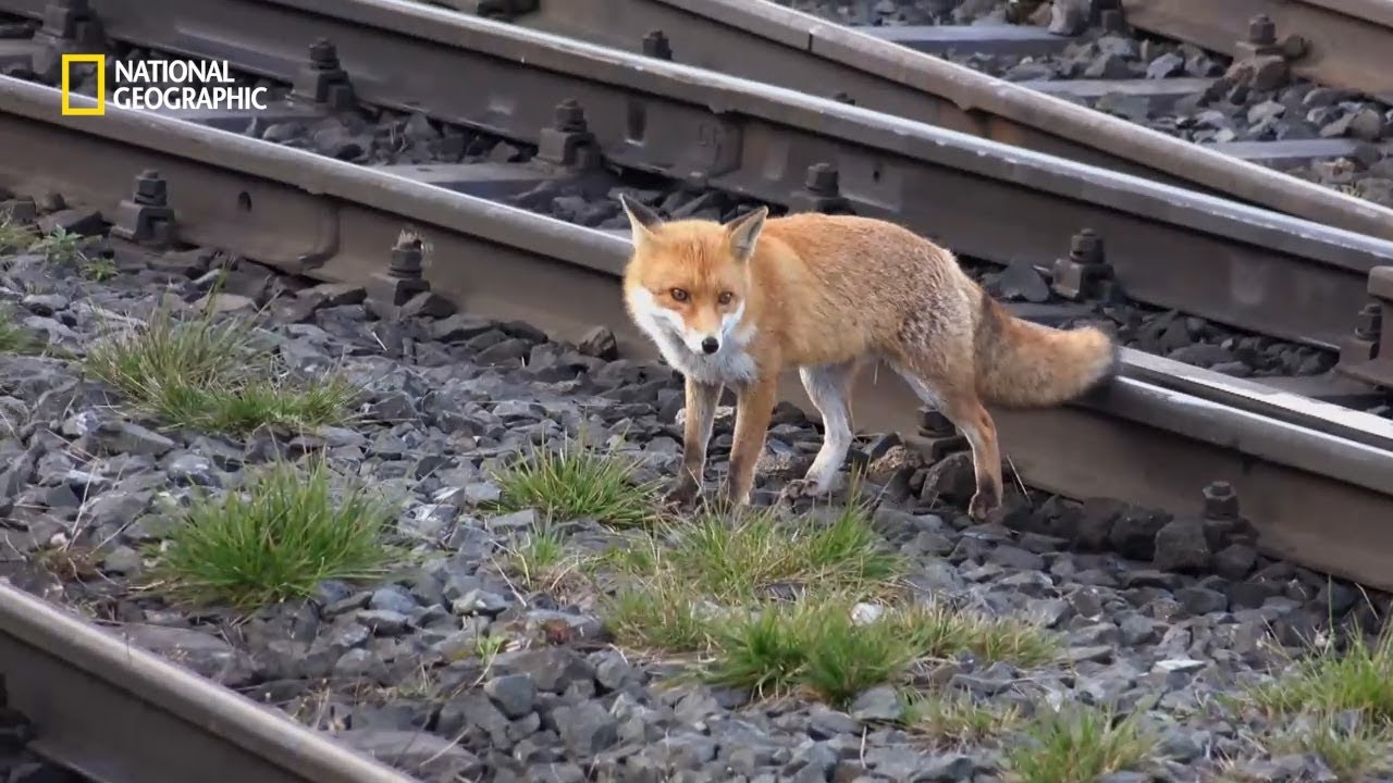 지능 높은 붉은 여우의 도둑질