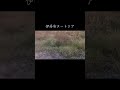伊丹市 ヌートリア