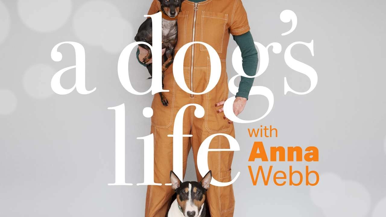 A Dog's Life Archive: Rupert Sheldrak