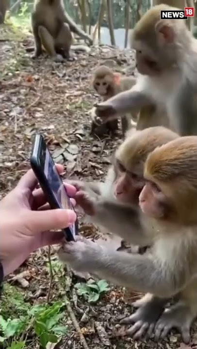 Viral Video | Monkeys Scroll Through Social Media Like An Everyday Activity | #trending