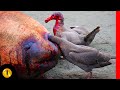 10 SHOCKINGLY CREEPY AND BLOODTHIRSTY BIRDS