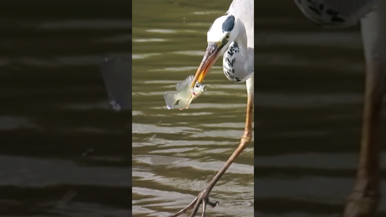 Gone Fishing - Grey Heron in Kruger National Park. 