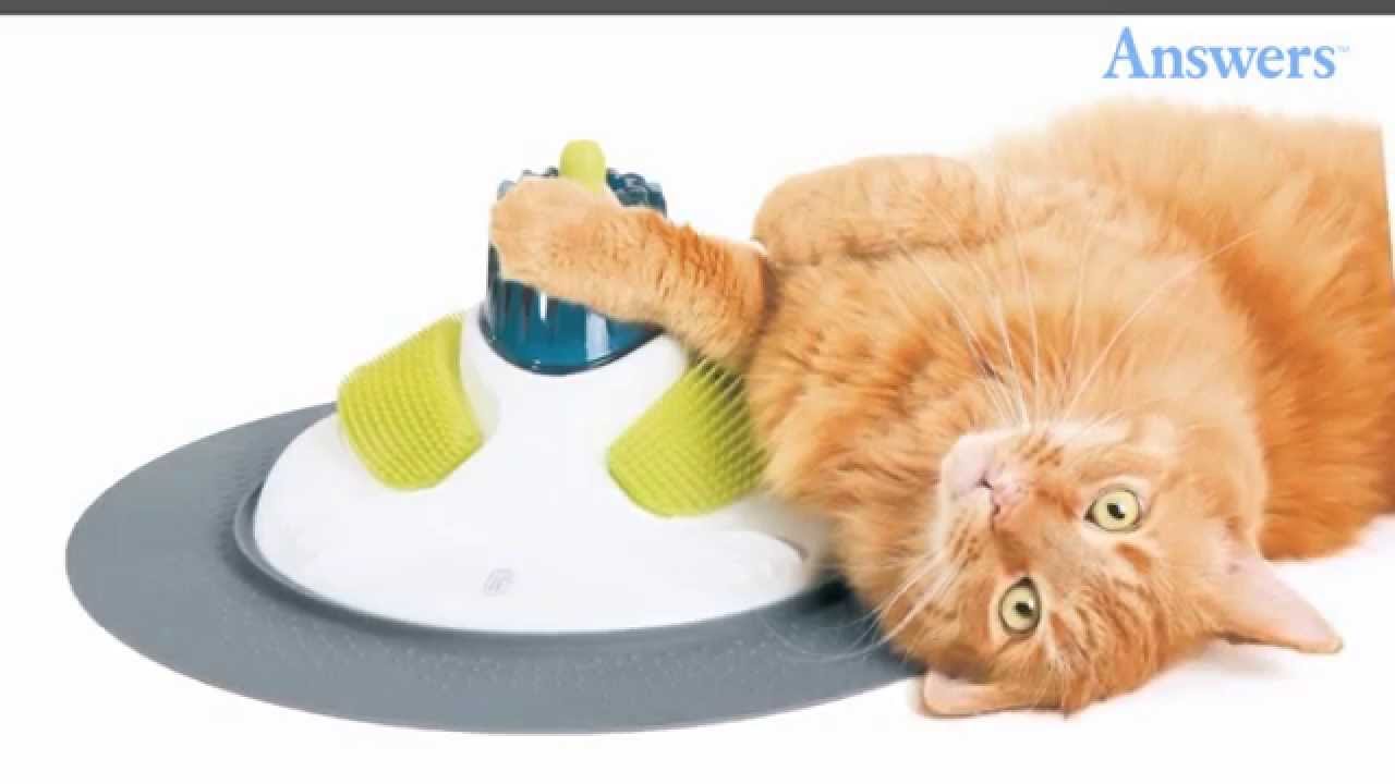 Clever Cat Products Every Owner Must Have YouTube