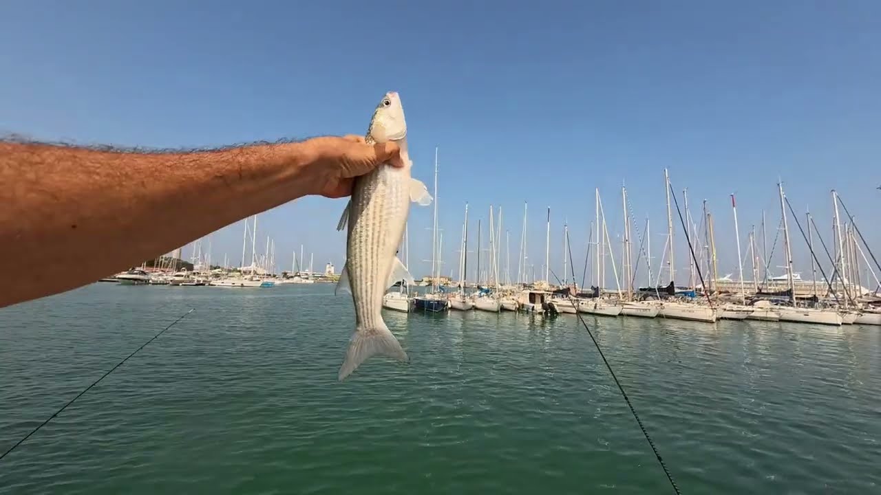 FEEDER AI MUGGINI CON LA PASTELLA (TUTORIAL E CATTURE)