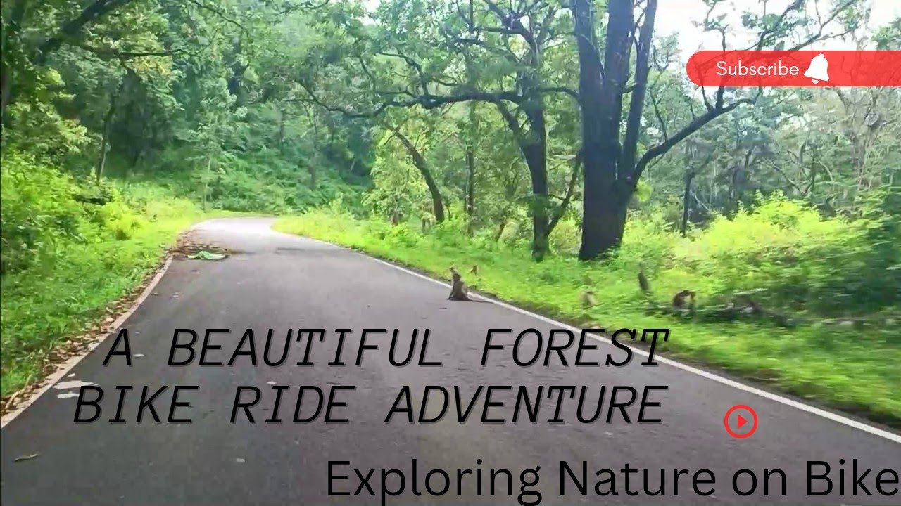 Riding Through the Woods: A Beautiful Forest Bike Ride Adventure ...