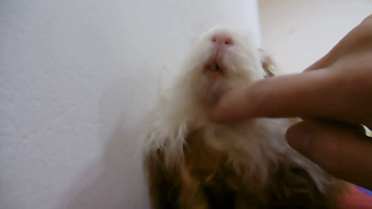 camera iphone 8 plus apk Guinea Pig Chin Scrath - น้องหมูหยองชอบให้เกาคาง