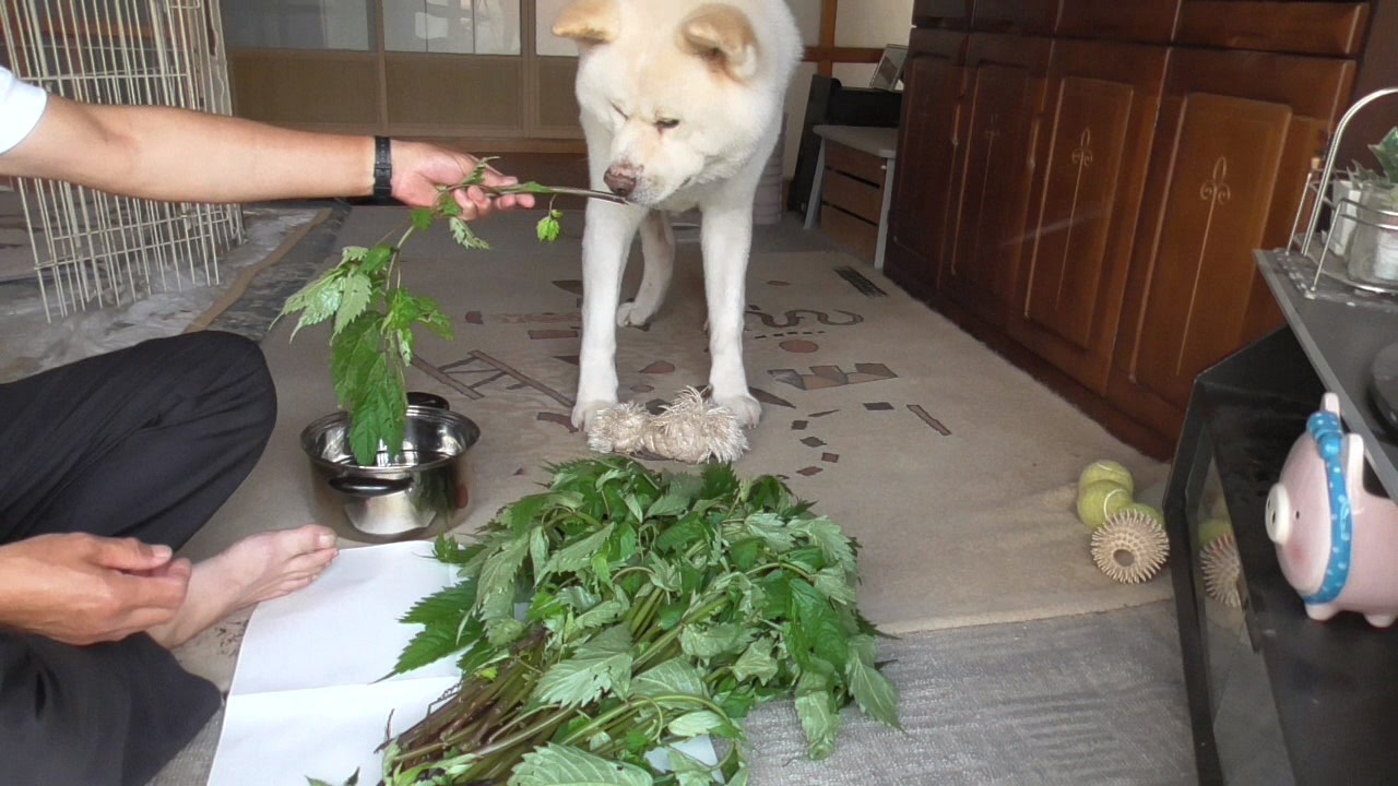 【秋田犬ゆうき】山菜の下処理を始めた飼い主に付き合いたかったが退屈過ぎてすぐに飽きる【akita dog】