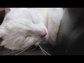 I love the sound our deaf cat makes.