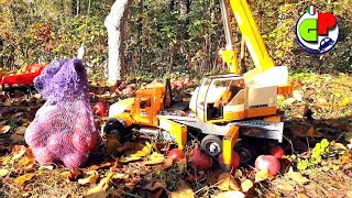 L&#39;attrezzatura speciale BRUDER raccoglie le mele in giardino Video divertente per i bambini