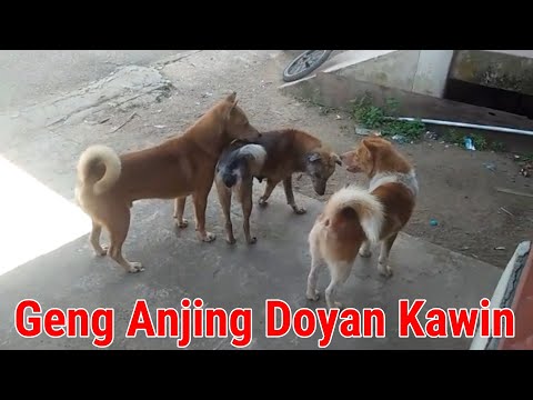 Geng Anjing Doyan Kawin (Anjing Kampung) - Mating Dog Gang - 交尾犬ギャング