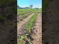 #ikhedut #farming #krushivibhag#સબસીડી #nature #yojana #ikhedutportal#viral#shortvideo#news#gujarati