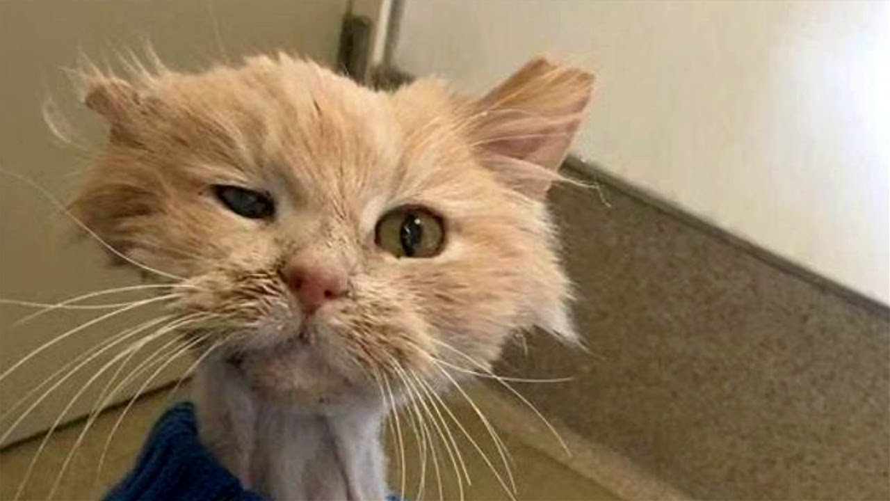 Silly cat videos for the right audience youtube