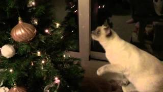 Cats And Christmas Tree Cant Co-Exist
