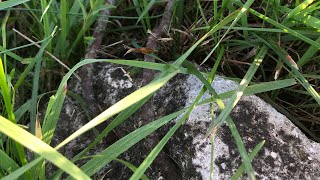 Il Cippo Di Vanzaghello 🪦😍🖤