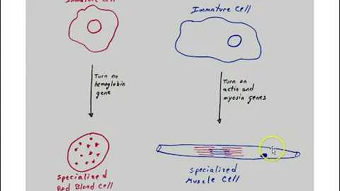 Animal development part 1