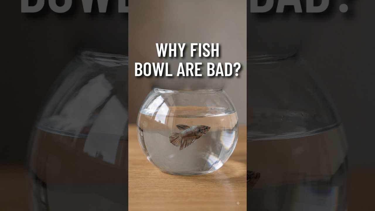 FISH IN A GLASS BOWL — Why It’s Harmful