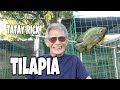 TATAY RICK: TILAPIA