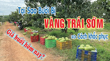 Bưởi Bị Vàng Trái Sớm Trước Khi Thu Hoạch. Nguyên Nhân Và Cách Khắc Phục | Bưởi Da Xanh