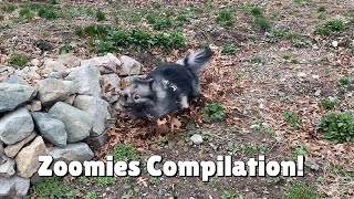 Fluffy Dog Zoomies Compilation!