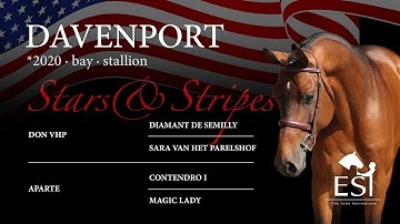 DAVENPORT *2020 bay stallion by Don VHP x Contendro I ESI Hunter & Equitation Horses Online Auction